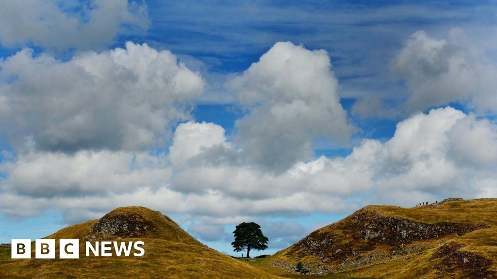 Sycamore Gap tree stump ‘at risk’ from tributes Sycamore Gap tree stump 'at risk' from tributes