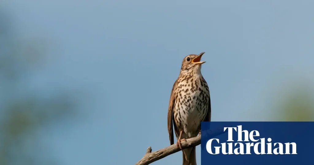Country diary: What is the thrust of the song thrush song? It has to be joy | Birds