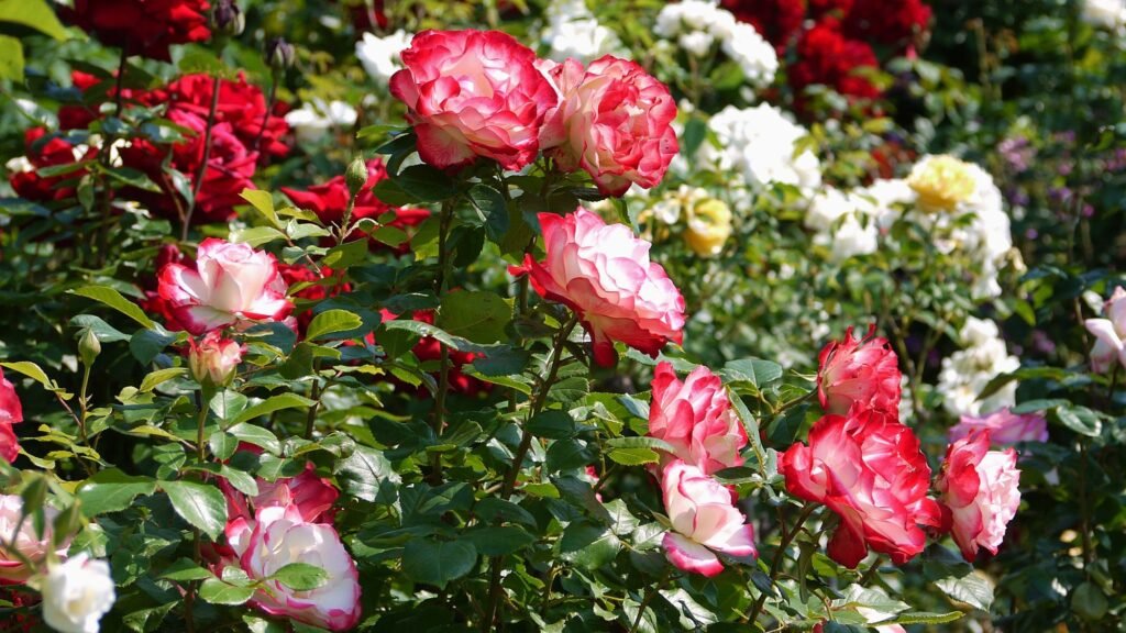 7 skilled tricks to develop the proper roses this summer time 7 expert tips to grow the perfect roses this summer