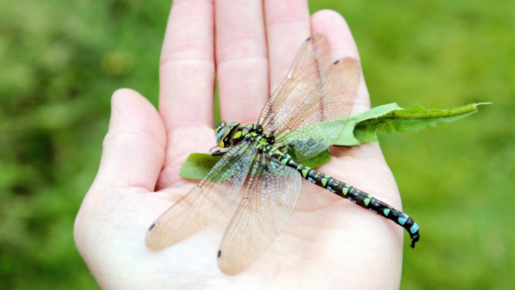 Image of a green and blue dragonfly sitting on the hand of a person.