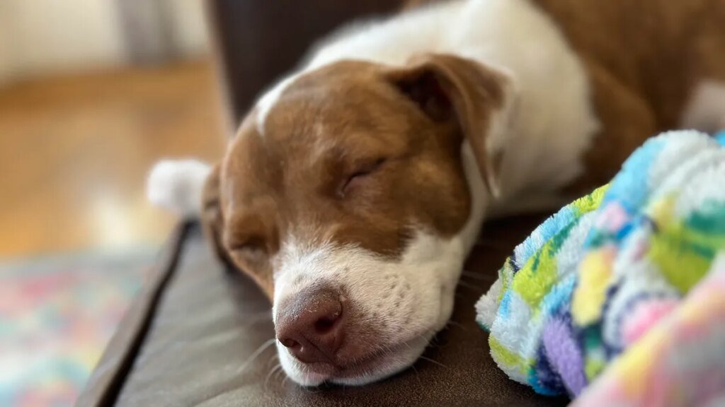 A white and brown dog
