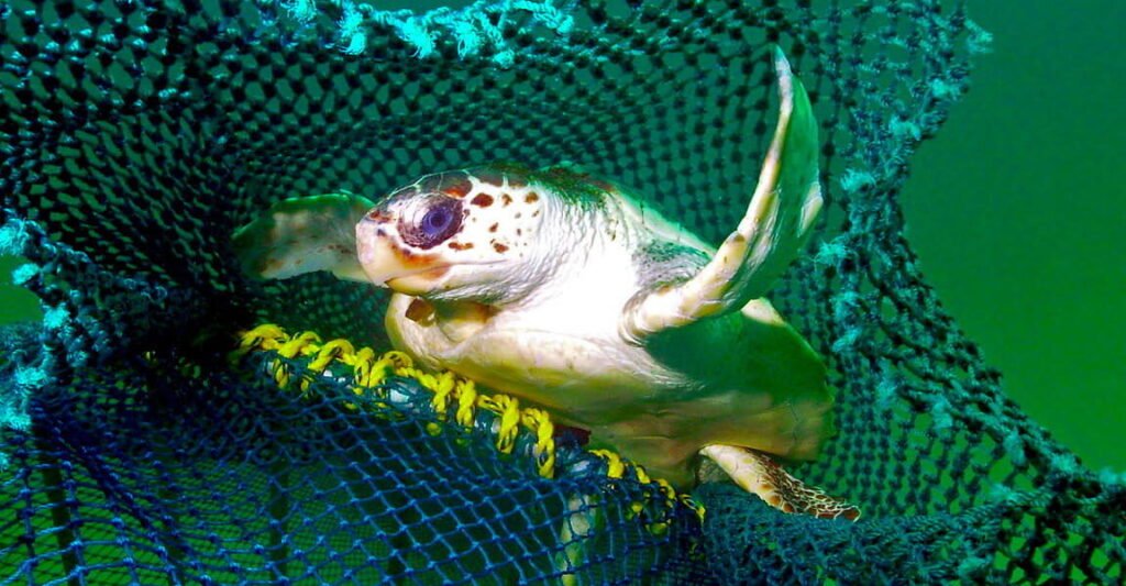 How new fishing tech can cut back bycatch of turtles and different creatures Sea turtle in a fishing net