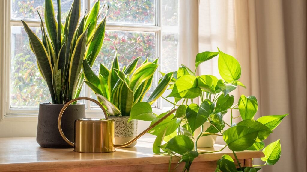 I asked houseplant experts what’s the best air-purifying plant for my home — here’s what they said