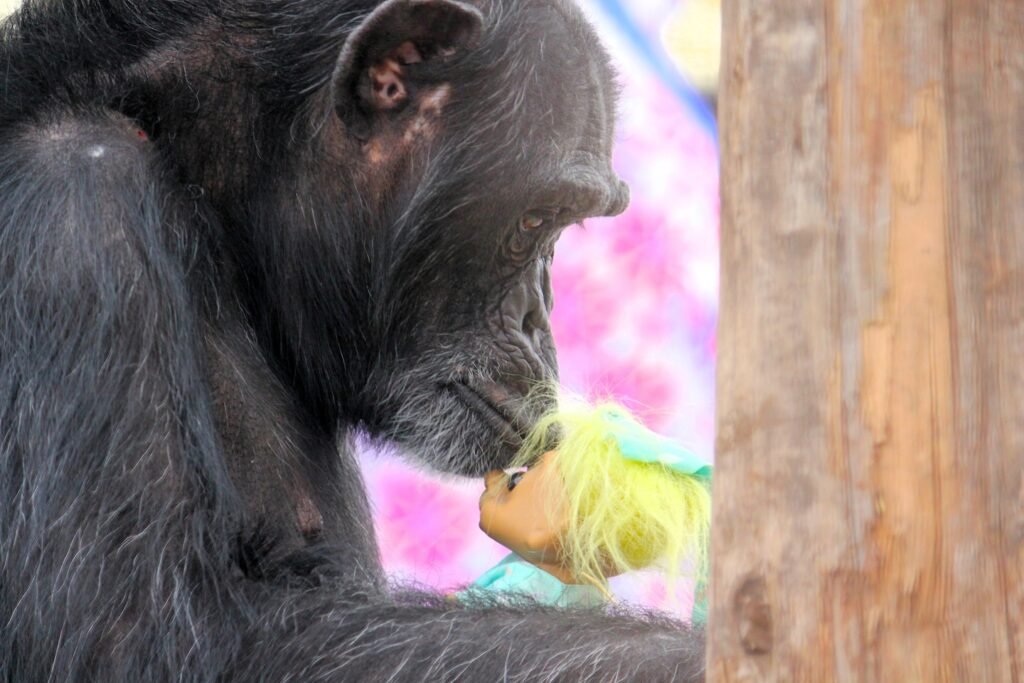 Punch the monkey isn’t alone in bonding with his emotional support toy