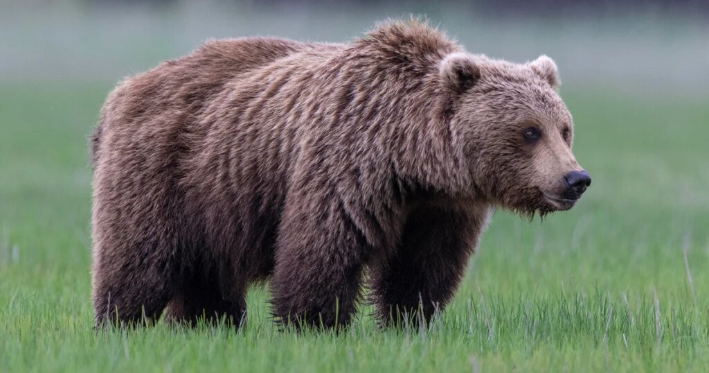 2 soldiers attacked by bear during training at Army base in Alaska