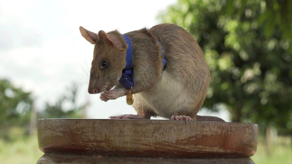 A well-deserved statue for a hero rat : NPR
