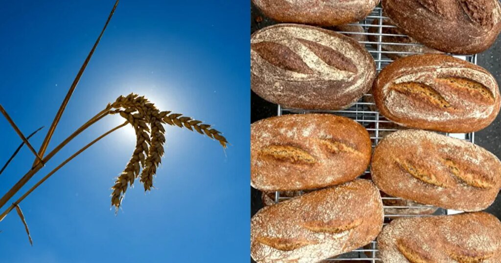 Breeding a better bread - CBS News