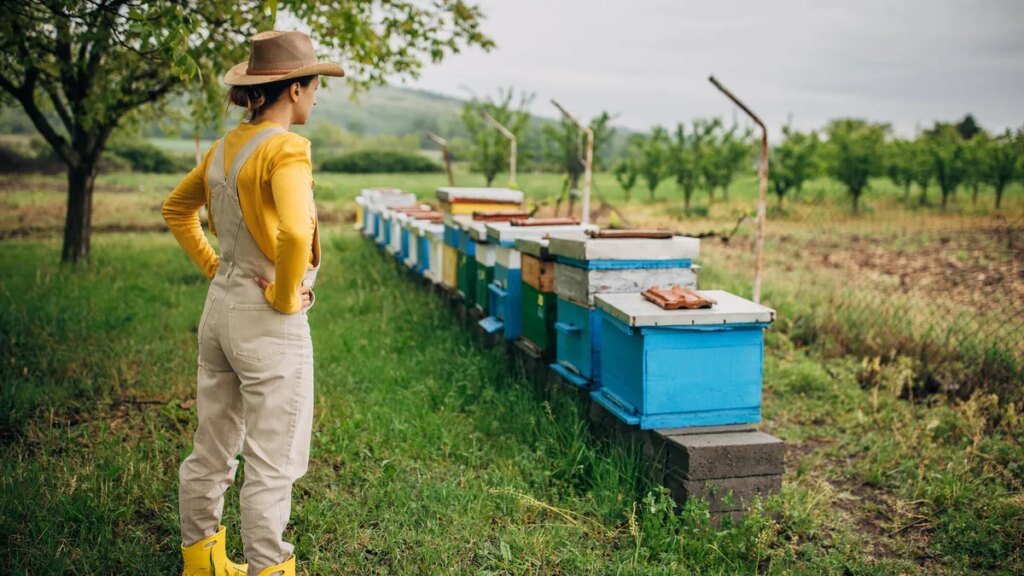 A ohoto of a person wearing overalls standing in front of a row of bee hives