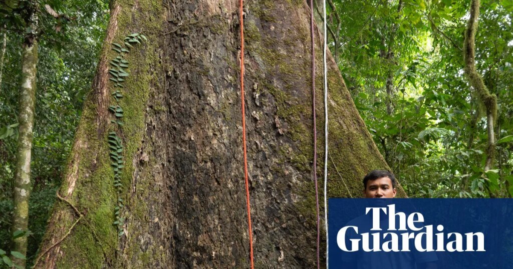 Expertise: I climbed the tallest tropical tree on the planet | Life and elegance Experience: I climbed the tallest tropical tree in the world | Life and style
