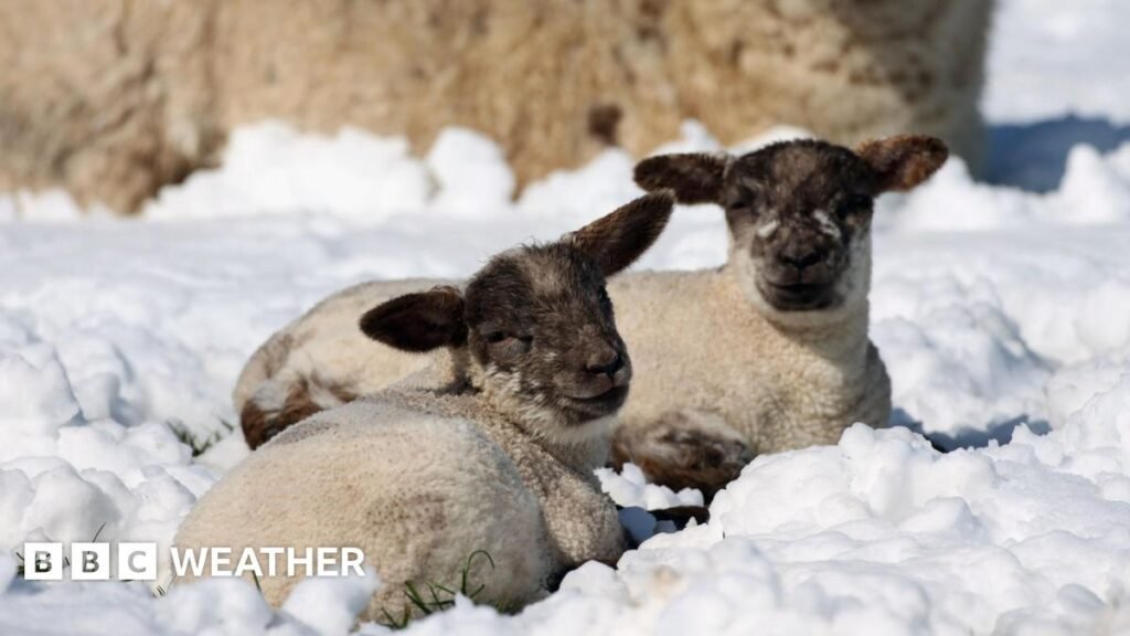 Is a White Easter as probably as a White Christmas? Two lambs lie in a snowy field