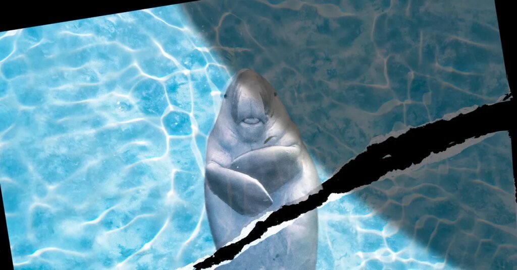 Marine Animals within the Strait of Hormuz Don’t Get a Ceasefire Marine Animals in the Strait of Hormuz Don’t Get a Ceasefire