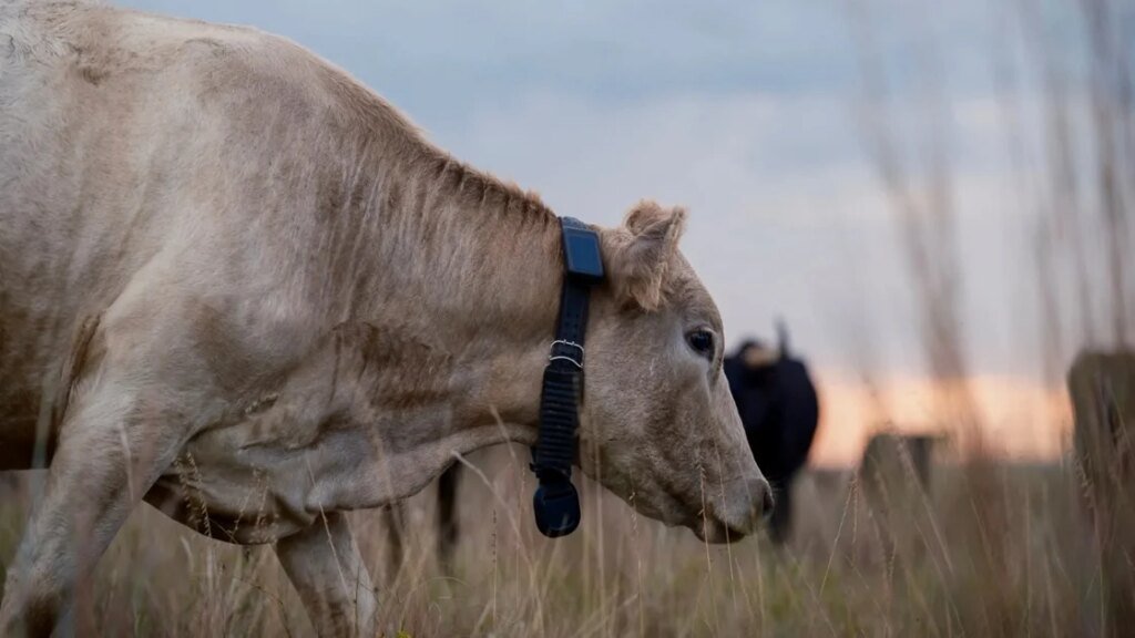 Satellite-Connected Cows? Starlink Mobile Now Used for Livestock Tracking