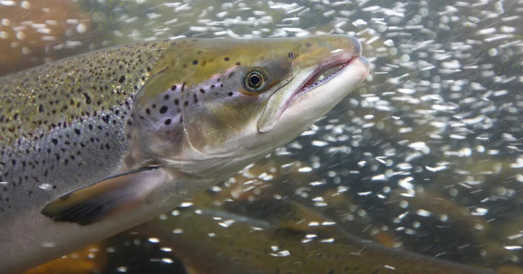 Scientists Gave Cocaine to Salmon and You Will Absolutely Believe What Happened Next