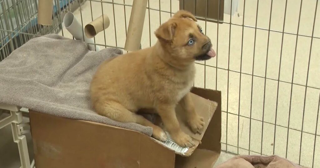 The Uplift: Peanut the puppy