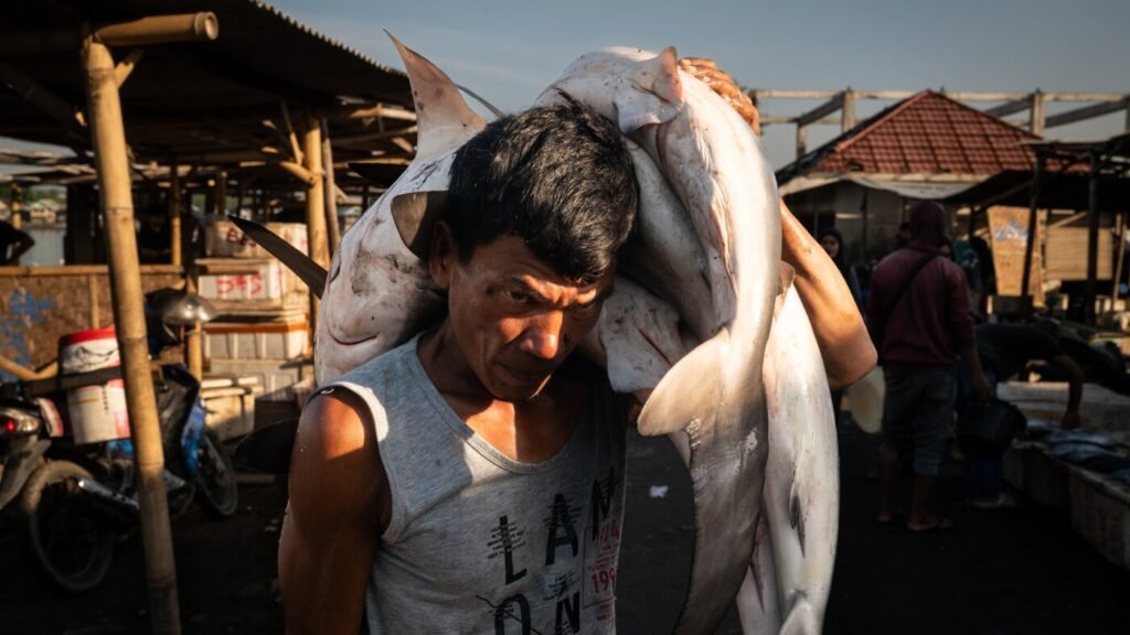 The crisis of overfishing in Southeast Asia : The Picture Show : NPR