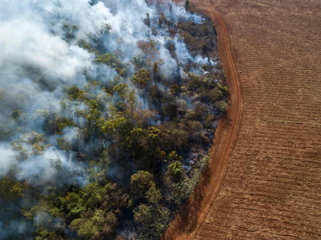‘Encouraging’: Global rainforest loss slows in 2025 after record year | Climate Crisis News
