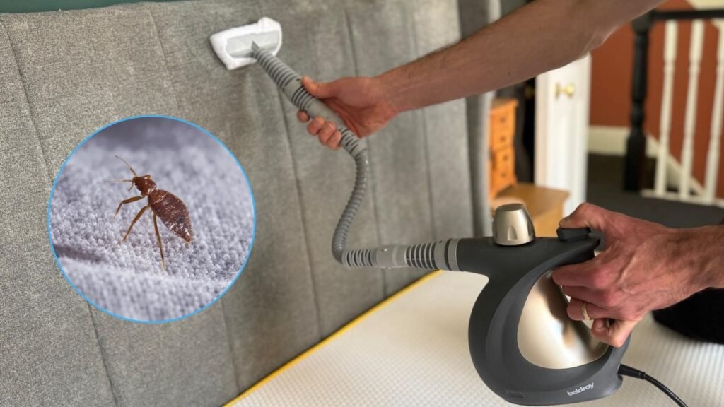 ‘I introduced mattress bugs house with me from vacation — here is every little thing I am doing to eliminate them’ The image shows a a man steam cleaning a grey fabric headboard. Inset on top of the picture on the left is a close-up image of a bed bug.