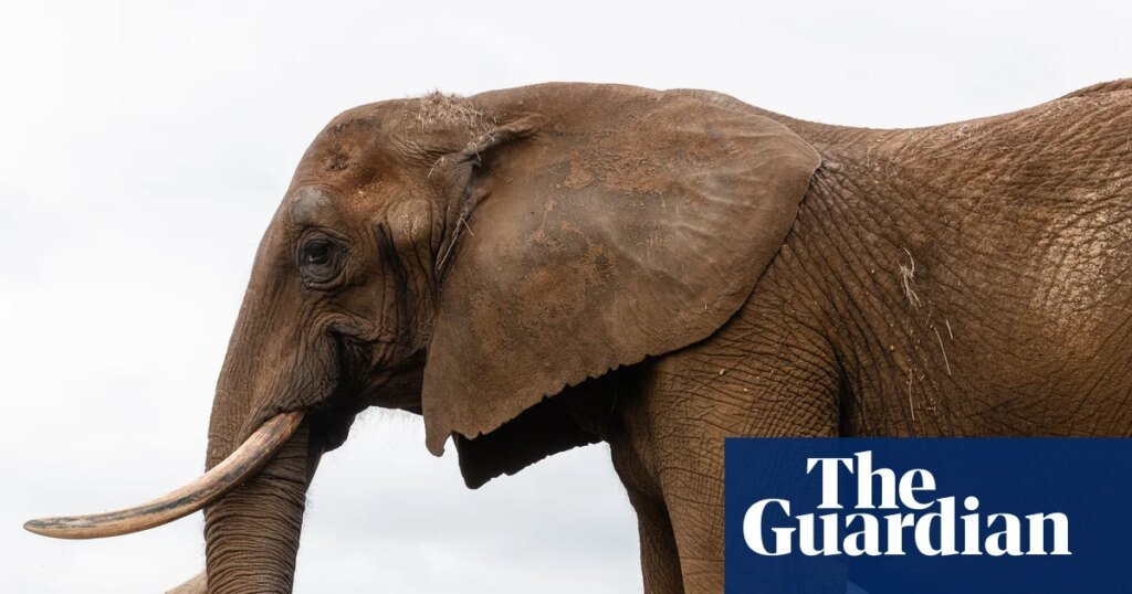 Rewilding giants: captive elephants rehomed in Europe’s first sanctuary | Animal welfare