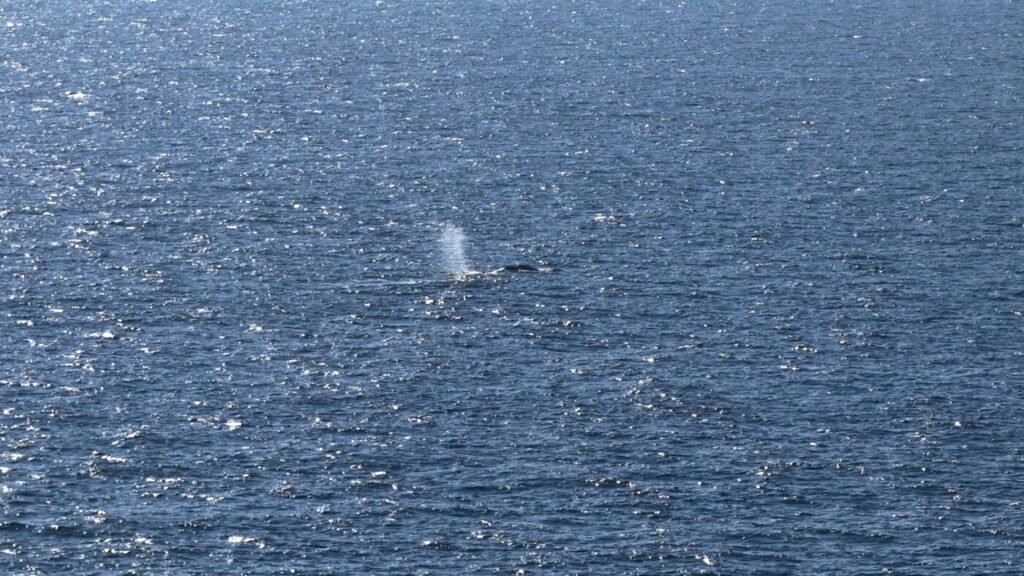 Timmy the whale freed into open waters after being stranded for weeks : NPR
