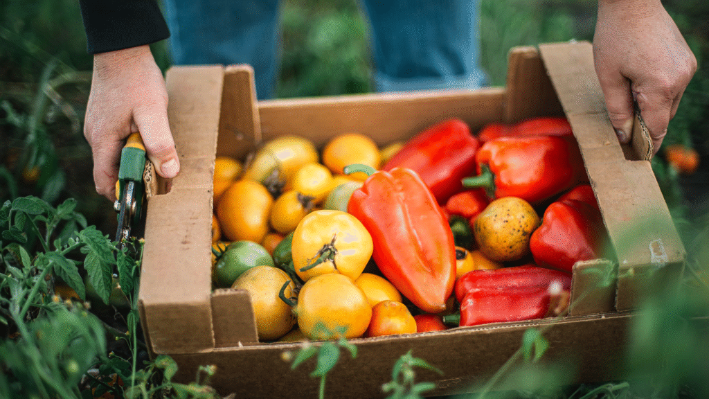Tired of bland tomatoes? I recommend growing these 5 varieties at home if you love flavor